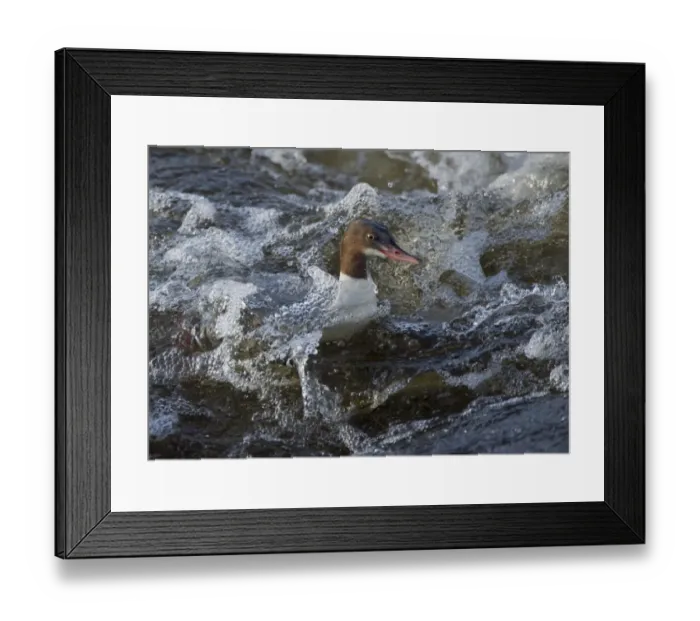 Framed Print : Goosander (Mergus merganser) adult female, swimming in fast-flowing river, River Nith, Dumfries and Galloway, Scotland Framed Print : Goosander (Mergus merganser) adult female, swimming in fast-flowing river, River Nith, Dumfries and Galloway, Scotland