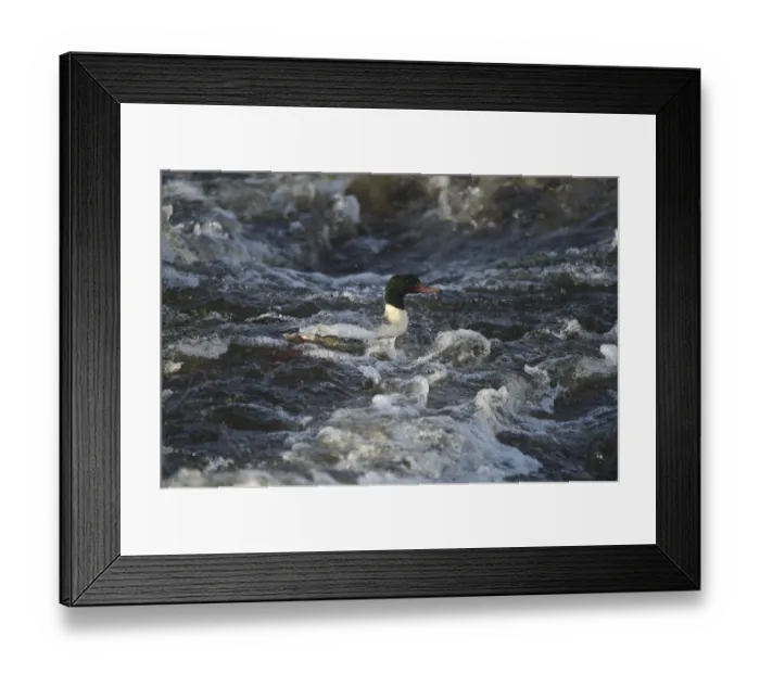 Framed Print : Goosander (Mergus merganser) adult male, swimming in fast-flowing river, River Nith, Dumfries and Galloway, Scotland