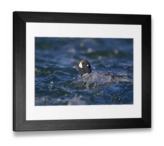 Framed Print : Harlequin Duck (Histrionicus histrionicus) adult male, breeding plumage, swimming on river rapids, River Laxa, Myvatn Framed Print : Harlequin Duck (Histrionicus histrionicus) adult male, breeding plumage, swimming on river rapids, River Laxa, Myvatn