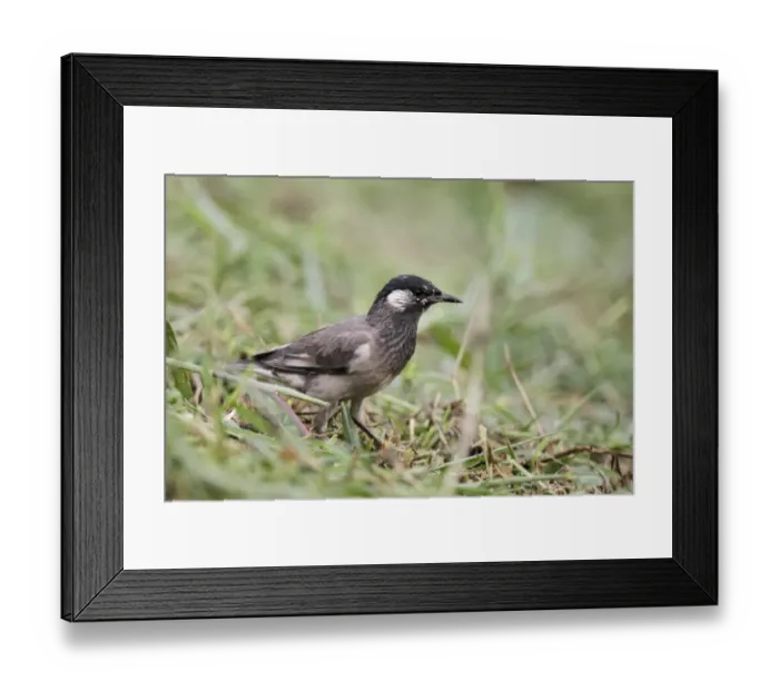 Framed Print : White-cheeked Starling (Sturnus cineraceus) adult, standing on grassy fishpond bank, Hong Kong, China, September Framed Print : White-cheeked Starling (Sturnus cineraceus) adult, standing on grassy fishpond bank, Hong Kong, China, September