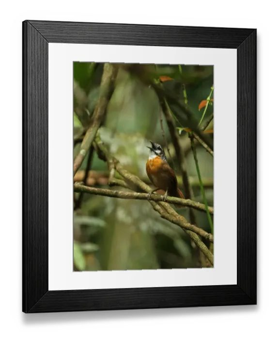 Framed Print : Spot-necked Babbler (Stachyris striolata guttata) adult, singing, perched on twig, Kaeng Krachan N. P. Thailand, May Framed Print : Spot-necked Babbler (Stachyris striolata guttata) adult, singing, perched on twig, Kaeng Krachan N. P. Thailand, May