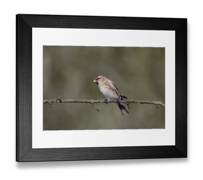 Framed Print : Lesser Redpoll (Carduelis cabaret) adult female / first winter plumage, perched on twig, Warwickshire, England Framed Print : Lesser Redpoll (Carduelis cabaret) adult female / first winter plumage, perched on twig, Warwickshire, England