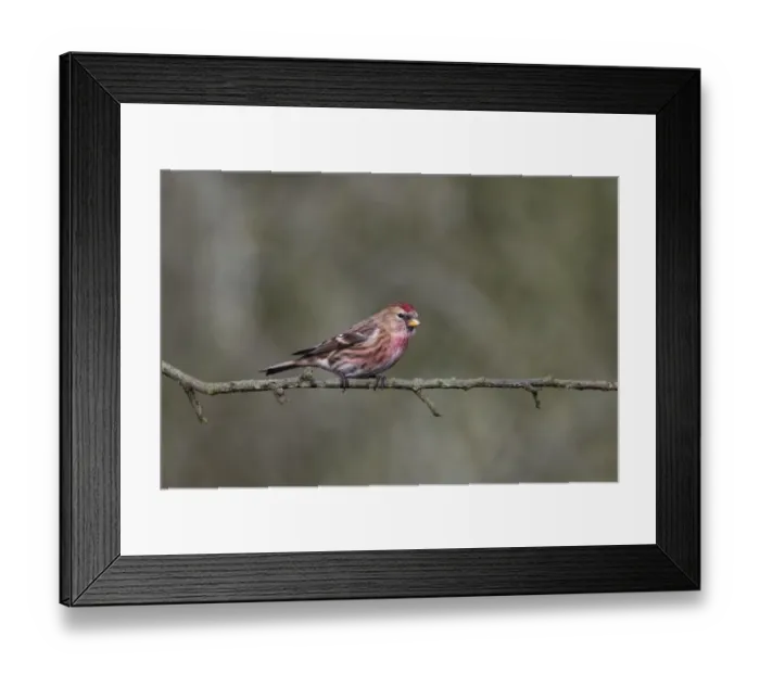 Framed Print : Lesser Redpoll (Carduelis cabaret) adult male, perched on twig, Warwickshire, England, December Framed Print : Lesser Redpoll (Carduelis cabaret) adult male, perched on twig, Warwickshire, England, December