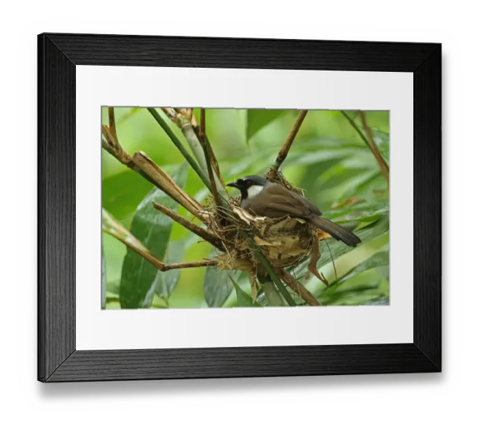 Framed Print : Black-throated Laughingthrush (Garrulax chinensis propinquus) adult, sitting on nest, Kaeng Krachan N. P. Thailand, May Framed Print : Black-throated Laughingthrush (Garrulax chinensis propinquus) adult, sitting on nest, Kaeng Krachan N. P. Thailand, May