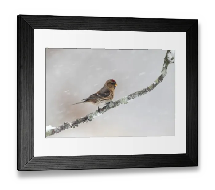 Framed Print : Lesser Redpoll (Carduelis cabaret) adult female / first winter plumage, perched on twig during snowfall, Warwickshire Framed Print : Lesser Redpoll (Carduelis cabaret) adult female / first winter plumage, perched on twig during snowfall, Warwickshire