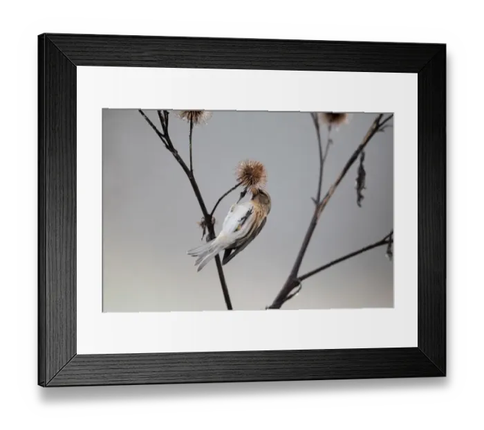Framed Print : Lesser Redpoll (Carduelis cabaret) adult female / first winter plumage, feeding on seeds from burdock seedhead Framed Print : Lesser Redpoll (Carduelis cabaret) adult female / first winter plumage, feeding on seeds from burdock seedhead