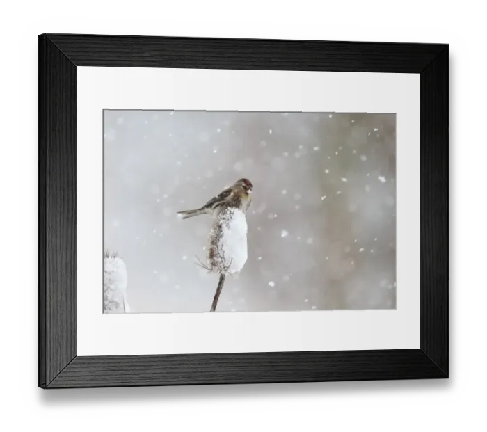 Framed Print : Lesser Redpoll (Carduelis cabaret) adult female / first winter plumage, feeding on seeds from snow covered teasel Framed Print : Lesser Redpoll (Carduelis cabaret) adult female / first winter plumage, feeding on seeds from snow covered teasel