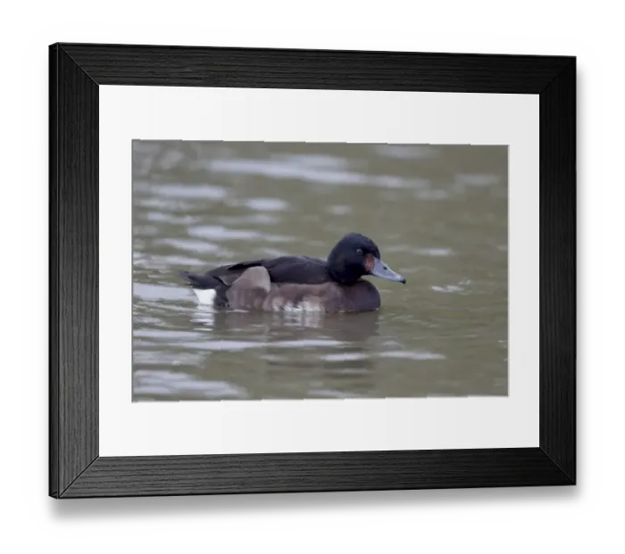 Framed Print : Baers Pochard (Aythya baeri) adult female, swimming (captive) Framed Print : Baers Pochard (Aythya baeri) adult female, swimming (captive)