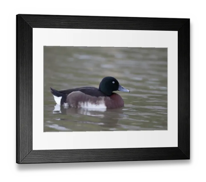 Framed Print : Baers Pochard (Aythya baeri) adult male, swimming (captive) Framed Print : Baers Pochard (Aythya baeri) adult male, swimming (captive)