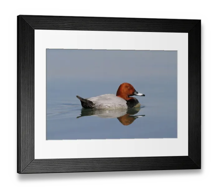 Framed Print : Common Pochard (Aythya ferina) adult male, swimming on lake at dawn, Lake Geneva, Switzerland, April Framed Print : Common Pochard (Aythya ferina) adult male, swimming on lake at dawn, Lake Geneva, Switzerland, April
