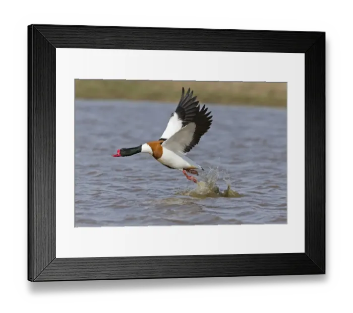 Framed Print : Common Shelduck (Tadorna tadorna) adult male, in flight, taking off from water, Suffolk, England, April Framed Print : Common Shelduck (Tadorna tadorna) adult male, in flight, taking off from water, Suffolk, England, April