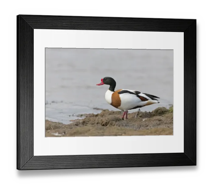 Framed Print : Common Shelduck (Tadorna tadorna) adult male, standing on mud at edge of water, Suffolk, England, April Framed Print : Common Shelduck (Tadorna tadorna) adult male, standing on mud at edge of water, Suffolk, England, April