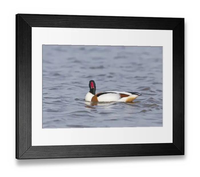 Framed Print : Common Shelduck (Tadorna tadorna) adult male, swimming, Suffolk, England, April Framed Print : Common Shelduck (Tadorna tadorna) adult male, swimming, Suffolk, England, April