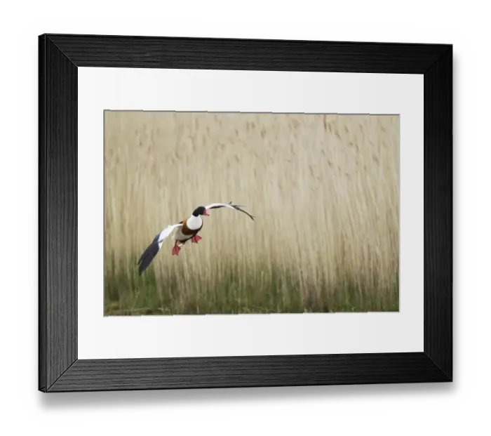 Framed Print : Common Shelduck (Tadorna tadorna) adult male, in flight over reedbed, Guernsey, Channel Islands, May