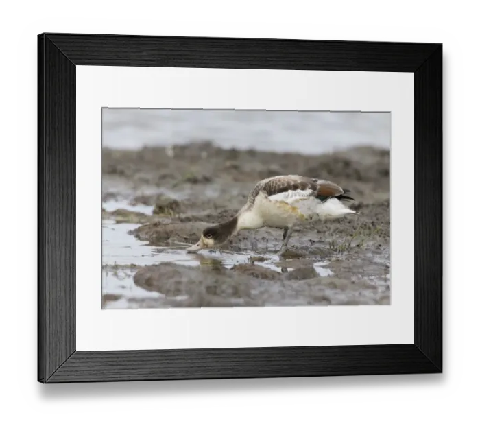 Framed Print : Common Shelduck (Tadorna tadorna) juvenile, drinking, standing on mud at edge of water, Suffolk, England, August Framed Print : Common Shelduck (Tadorna tadorna) juvenile, drinking, standing on mud at edge of water, Suffolk, England, August