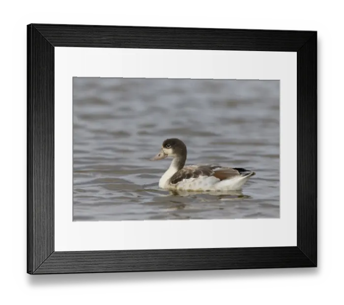 Framed Print : Common Shelduck (Tadorna tadorna) juvenile, swimming, Suffolk, England, August Framed Print : Common Shelduck (Tadorna tadorna) juvenile, swimming, Suffolk, England, August