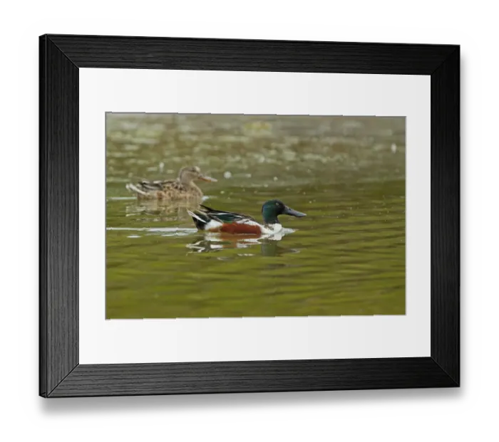 Framed Print : Northern Shoveler (Anas clypeata) adult pair, swimming on coastal lagoon, Zapata Peninsula, Matanzas Province, Cuba Framed Print : Northern Shoveler (Anas clypeata) adult pair, swimming on coastal lagoon, Zapata Peninsula, Matanzas Province, Cuba