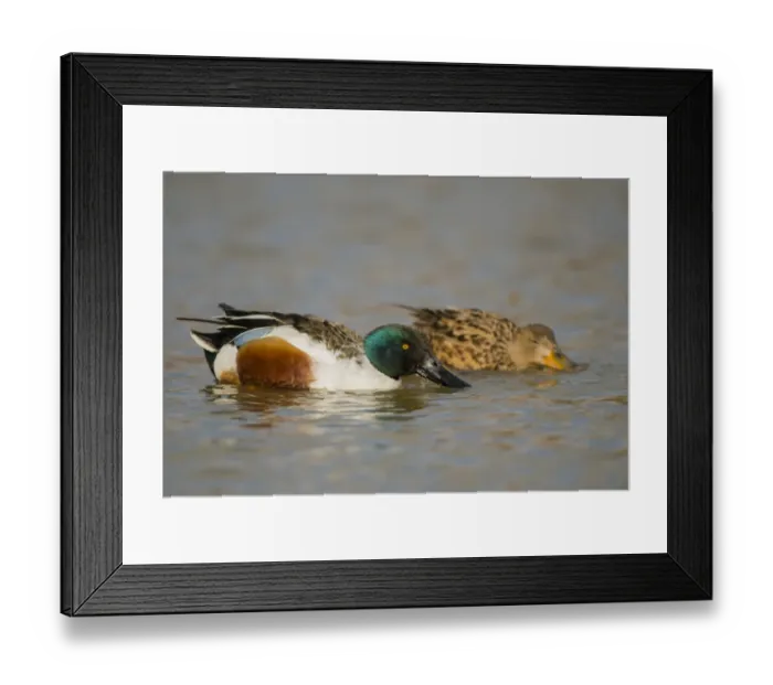 Framed Print : Northern Shoveler (Anas clypeata) adult pair, filter feeding from surface of water, Norfolk, England, March Framed Print : Northern Shoveler (Anas clypeata) adult pair, filter feeding from surface of water, Norfolk, England, March