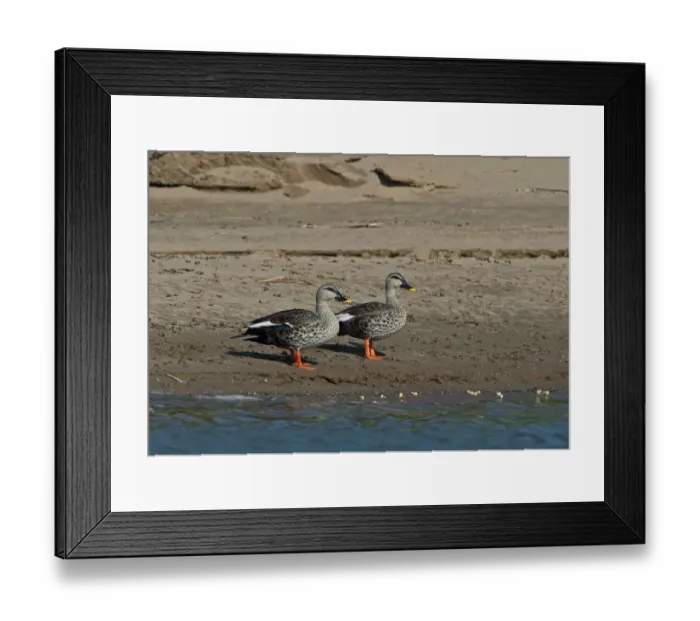 Framed Print : Spot-billed Duck (Anas poecilorhyncha hartingtoni) two adults, standing on sandy island in river, Mekong River, Kratie