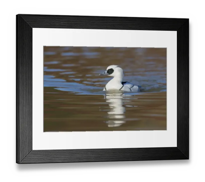 Framed Print : Smew (Mergellus albellus) adult male, swimming on river, Norfolk, England, March Framed Print : Smew (Mergellus albellus) adult male, swimming on river, Norfolk, England, March