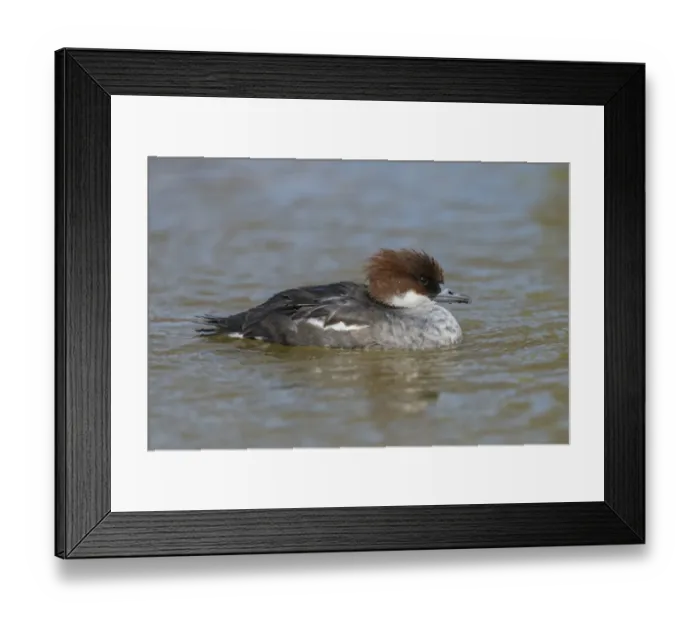 Framed Print : Smew (Mergellus albellus) adult female, swimming on river, Norfolk, England, April Framed Print : Smew (Mergellus albellus) adult female, swimming on river, Norfolk, England, April