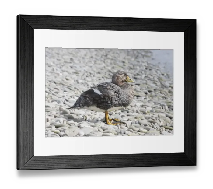 Framed Print : Falkland Flightless Steamerduck (Tachyeres brachypterus) adult, standing on pebble beach, Gypsy Cove, Stanley Framed Print : Falkland Flightless Steamerduck (Tachyeres brachypterus) adult, standing on pebble beach, Gypsy Cove, Stanley
