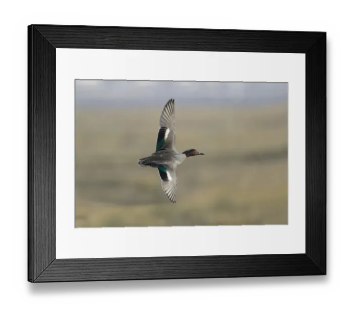 Framed Print : Common Teal (Anas crecca) adult male, in flight, Essex, England, March Framed Print : Common Teal (Anas crecca) adult male, in flight, Essex, England, March