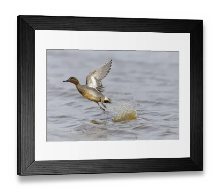 Framed Print : Common Teal (Anas crecca) adult male, in flight, taking off from water, Suffolk, England, March Framed Print : Common Teal (Anas crecca) adult male, in flight, taking off from water, Suffolk, England, March