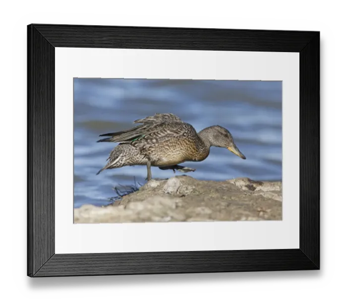 Framed Print : Common Teal (Anas crecca) adult female, walking on island at edge of water, Suffolk, England, August Framed Print : Common Teal (Anas crecca) adult female, walking on island at edge of water, Suffolk, England, August