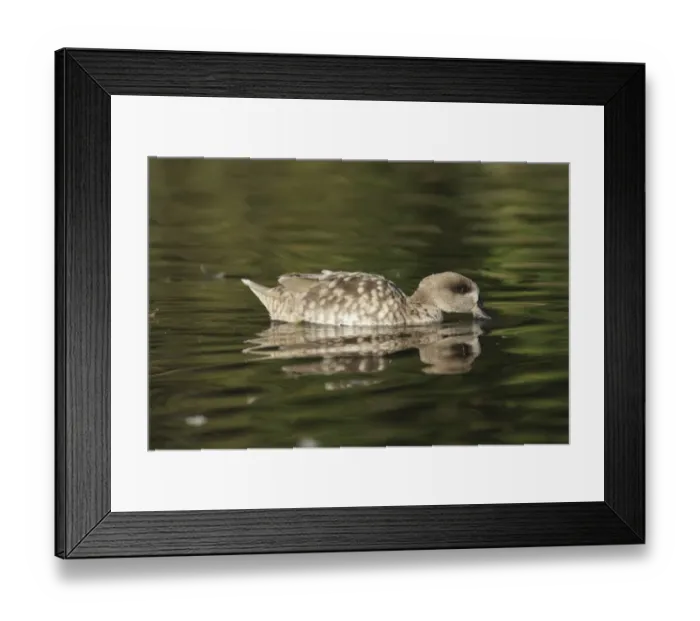 Framed Print : Marbled Teal (Marmaronetta angustirostris) adult, swimming and surface feeding, Martin Mere W. W. T Framed Print : Marbled Teal (Marmaronetta angustirostris) adult, swimming and surface feeding, Martin Mere W. W. T