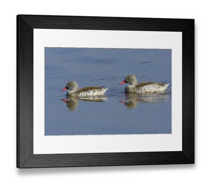 Framed Print : Cape Teal (Anas capensis) adult pair, swimming on lake, Lake Nakuru N. P. Great Rift Valley, Kenya, September Framed Print : Cape Teal (Anas capensis) adult pair, swimming on lake, Lake Nakuru N. P. Great Rift Valley, Kenya, September