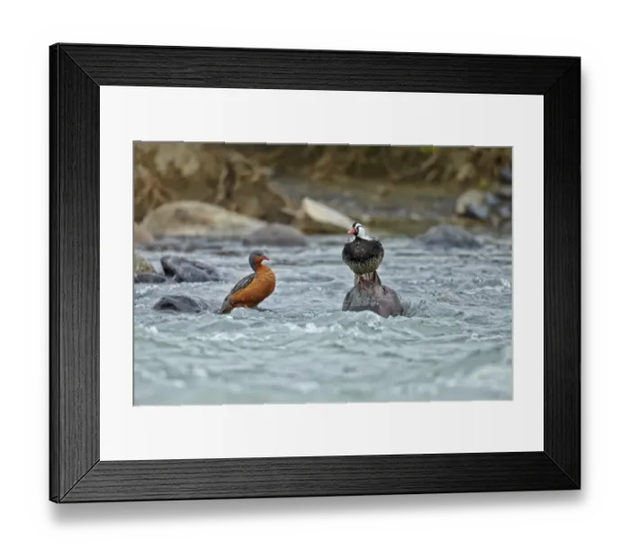 Framed Print : Torrent Duck (Merganetta armata) adult pair, standing on rocks in river, Torres del Paine N. P