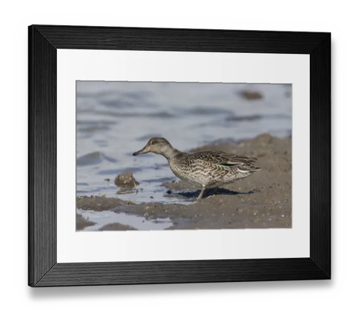 Framed Print : Common Teal (Anas crecca) adult female, standing on mud at edge of water, Suffolk, England, August Framed Print : Common Teal (Anas crecca) adult female, standing on mud at edge of water, Suffolk, England, August