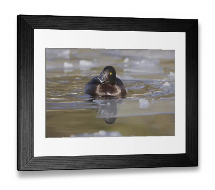Framed Print : Tufted Duck (Aythya fuligula) adult female, swimming on lake surrounded by broken ice, West Yorkshire, England, January