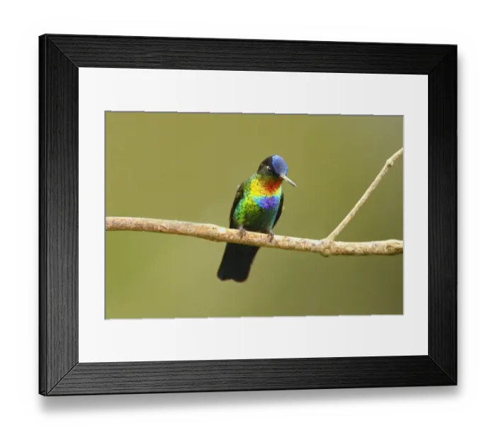 Framed Print : Fiery-throated Hummingbird (Panterpe insignis) adult male, perched on twig, Costa Rica, January Framed Print : Fiery-throated Hummingbird (Panterpe insignis) adult male, perched on twig, Costa Rica, January