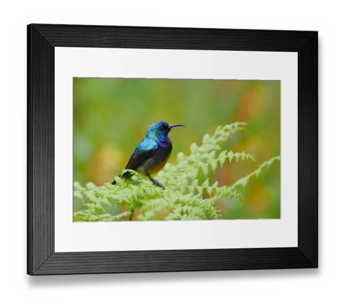 Framed Print : Ruwenzori Double-collared Sunbird (Cinnyris stuhlmanni) adult male, perched on fern, Nyungwe Forest N. P Framed Print : Ruwenzori Double-collared Sunbird (Cinnyris stuhlmanni) adult male, perched on fern, Nyungwe Forest N. P