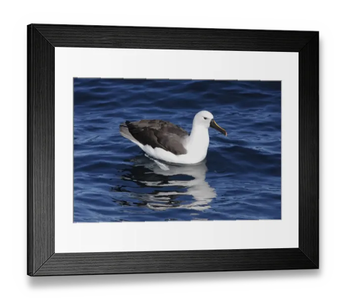 Framed Print : Indian Yellow-nosed Albatross (Thalassarche carteri) adult, resting on sea, Woollongong, New South Wales, Australia Framed Print : Indian Yellow-nosed Albatross (Thalassarche carteri) adult, resting on sea, Woollongong, New South Wales, Australia