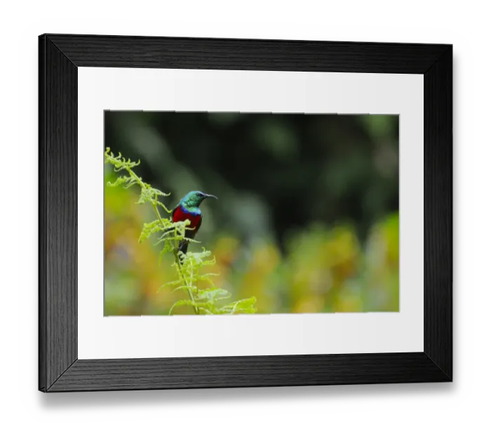 Framed Print : Ruwenzori Double-collared Sunbird (Cinnyris stuhlmanni) adult male, perched on fern, Nyungwe Forest N. P Framed Print : Ruwenzori Double-collared Sunbird (Cinnyris stuhlmanni) adult male, perched on fern, Nyungwe Forest N. P