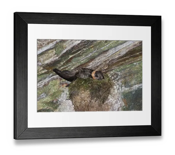 Framed Print : Chestnut-collared Swift (Streptoprocne rutila) adult, sitting on nest in cave, Trinidad, Trinidad and Tobago, July Framed Print : Chestnut-collared Swift (Streptoprocne rutila) adult, sitting on nest in cave, Trinidad, Trinidad and Tobago, July