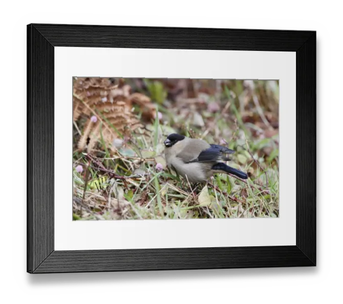 Framed Print : Azores Bullfinch (Pyrrhula murina) adult, feeding in vegetation, Sao Miguel Island, Azores, November Framed Print : Azores Bullfinch (Pyrrhula murina) adult, feeding in vegetation, Sao Miguel Island, Azores, November