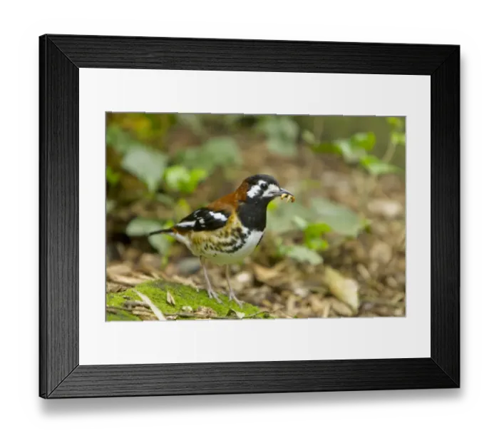 Framed Print : Chestnut-backed Thrush (Zoothera dohertyi) adult, with food in beak, standing on ground Framed Print : Chestnut-backed Thrush (Zoothera dohertyi) adult, with food in beak, standing on ground