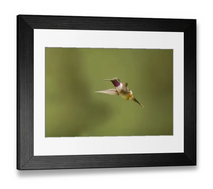 Framed Print : Magenta-throated Woodstar (Calliphlox bryantae) adult male, in flight, Bosque de Paz, Costa Rica, March Framed Print : Magenta-throated Woodstar (Calliphlox bryantae) adult male, in flight, Bosque de Paz, Costa Rica, March