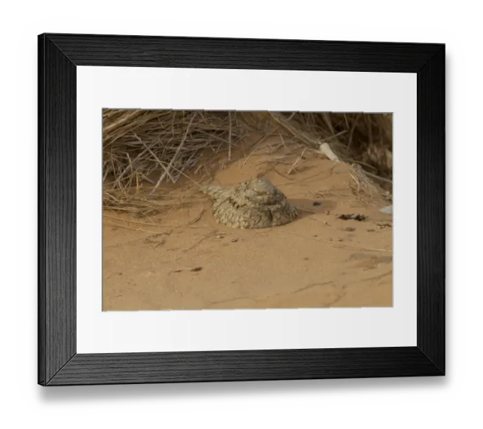 Framed Print : Egyptian Nightjar (Caprimulgus aegyptius) adult, roosting on sand in desert during daytime, Morocco, March Framed Print : Egyptian Nightjar (Caprimulgus aegyptius) adult, roosting on sand in desert during daytime, Morocco, March