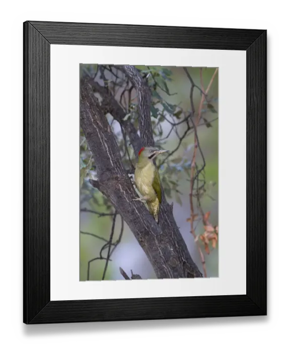 Framed Print : Levaillants Woodpecker (Picus vaillantii) adult female, clinging to branch, Morocco, March Framed Print : Levaillants Woodpecker (Picus vaillantii) adult female, clinging to branch, Morocco, March