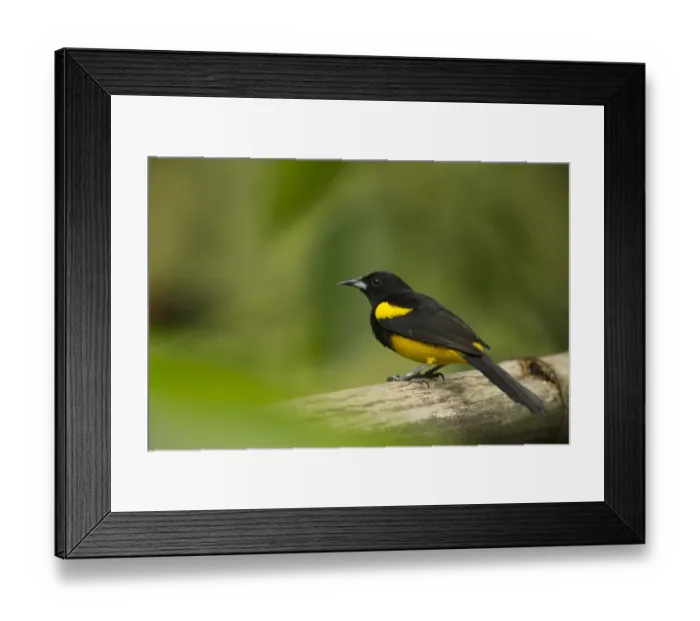 Framed Print : Black-cowled Oriole (Icterus prosthemelas) adult, Costa Rica, March Framed Print : Black-cowled Oriole (Icterus prosthemelas) adult, Costa Rica, March