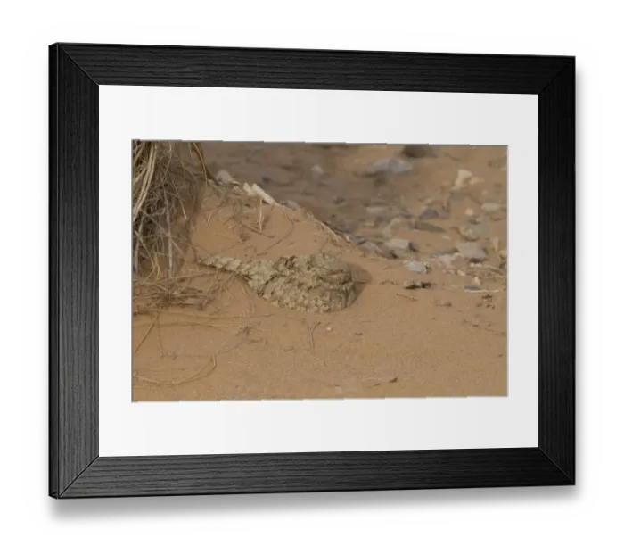 Framed Print : Egyptian Nightjar (Caprimulgus aegyptius) adult, roosting on sand in desert during daytime, Morocco, March Framed Print : Egyptian Nightjar (Caprimulgus aegyptius) adult, roosting on sand in desert during daytime, Morocco, March