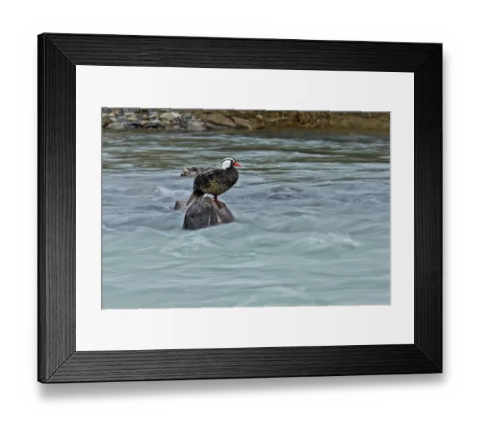 Framed Print : Torrent Duck (Merganetta armata) adult male, standing on rock in river, Torres del Paine N. P Framed Print : Torrent Duck (Merganetta armata) adult male, standing on rock in river, Torres del Paine N. P