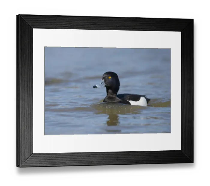 Framed Print : Tufted Duck (Aythya fuligula) adult male, swimming on river, Norfolk, England, April