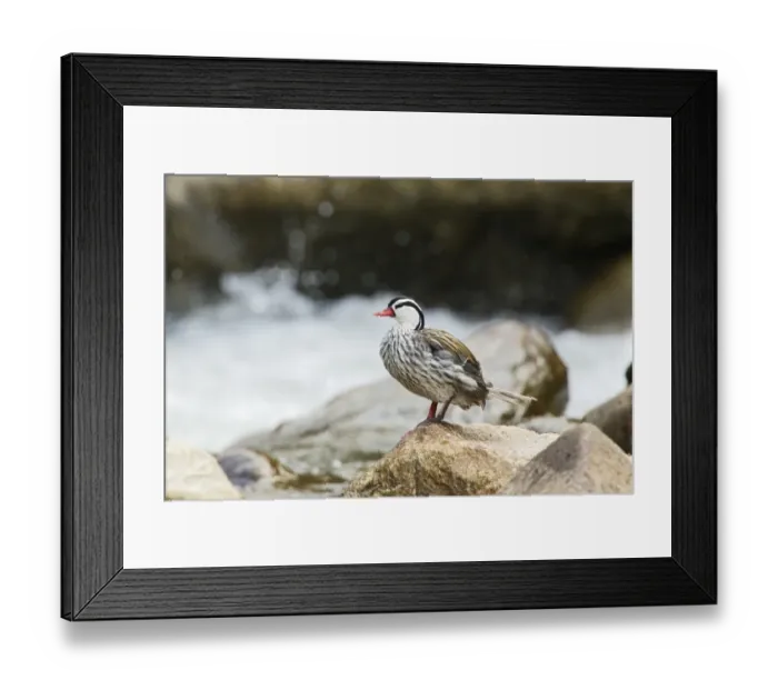 Framed Print : Torrent Duck (Merganetta armata colombiana) adult male, standing on rock in montane stream, Guango, Andes, Ecuador Framed Print : Torrent Duck (Merganetta armata colombiana) adult male, standing on rock in montane stream, Guango, Andes, Ecuador