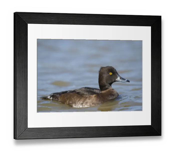 Framed Print : Tufted Duck (Aythya fuligula) adult female, swimming on river, Norfolk, England, April Framed Print : Tufted Duck (Aythya fuligula) adult female, swimming on river, Norfolk, England, April